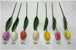 Closed Tulip