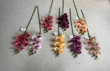 Phalaenopsis