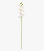 Phalaenopsis