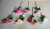 2-Head Dahlia