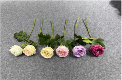 Single-stem Austin Rose