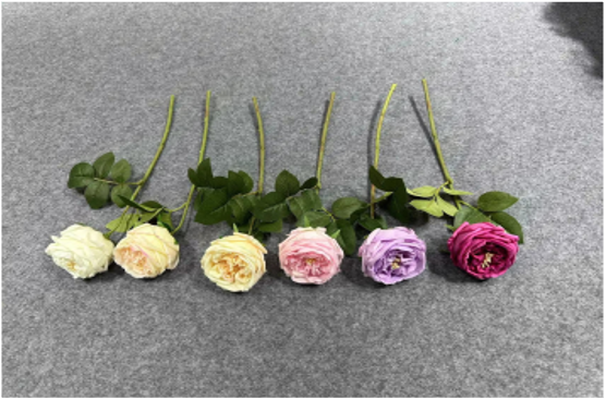 Single-stem Austin Rose