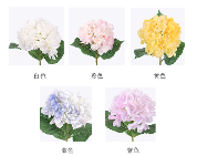 Single-stem Hydrangea