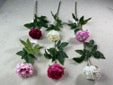Single-stem Peony