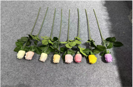 Single-stem Rose Bud